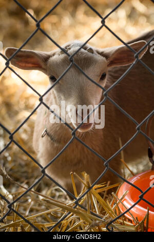 Cute newborn lamb portrait behind fence in pen Stock Photo