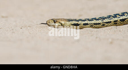 Pacific gopher snake (Pituophis catenifer catenifer) Stock Photo