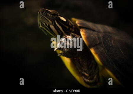 Closeup northern map turtle under water swimming in the dark Stock Photo