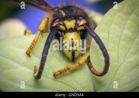 Close up macro scary yellow jacket wasp on green leaf Stock Photo