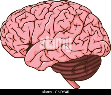 Head Organ Human Brain Top View Vintage Color Vector Stock Vector Image ...