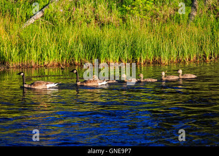 In this shot a family of Canada Geese (Branta canadensis) swims up the Madison River in Yellowstone National Park, Wyoming, USA. Stock Photo