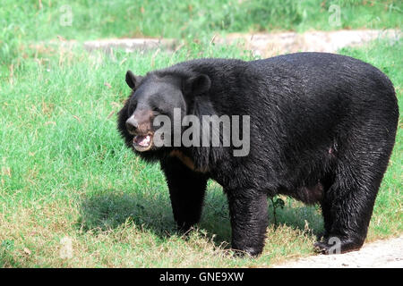 Asian or the Himalayan Black Bear (Ursus thibetanus or Selenarctos thibetanus) at National Zoological Park Stock Photo