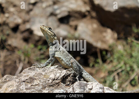 A Common Garden Lizard(Calotes versicolor) on rocks. Stock Photo