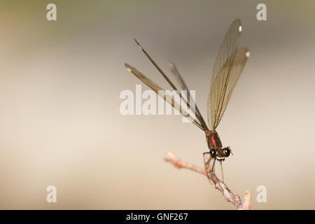 Copper demoiselle ( Calopteryx haemorrhoidalis ), a female. Stock Photo