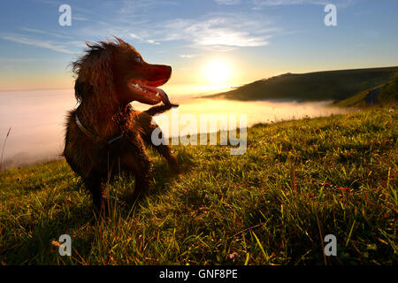 A cocker spaniel watches a misty sunrise from Firle Beacon in the South Downs National Park Stock Photo