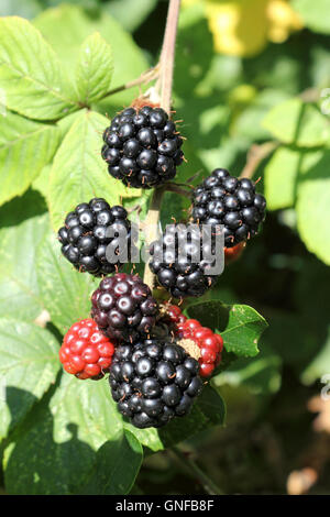 Epsom, Surrey, UK. 30th August 2016. Picking wild blackberries in Epsom, Surrey, where the first fruits of the season are ripening in the hedgerows. Credit:  Julia Gavin UK/Alamy Live News Stock Photo