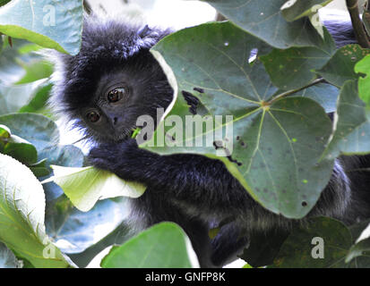 A Silvery Lutung (Trachypithecus cristatus) monkey, also known as Silvery Langur or Silvered Leaf Monkey, deep in the forest. Stock Photo