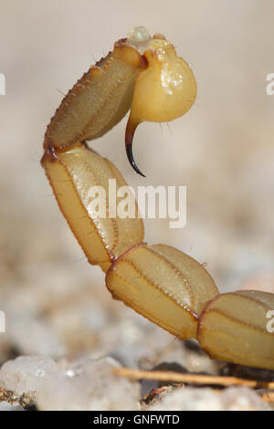 Common yellow scorpion ( Buthus occitanus ) sting, Alacrane, Spain Stock Photo