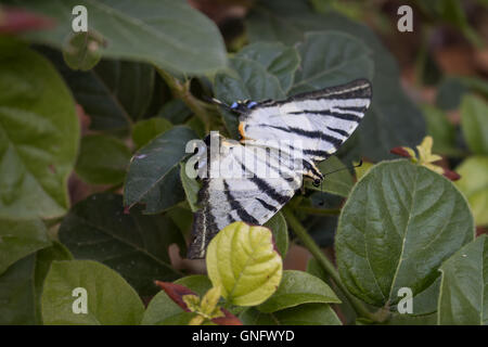 Calm moment of a butterfly with black and white stripes on a bush, among leaves. Stock Photo