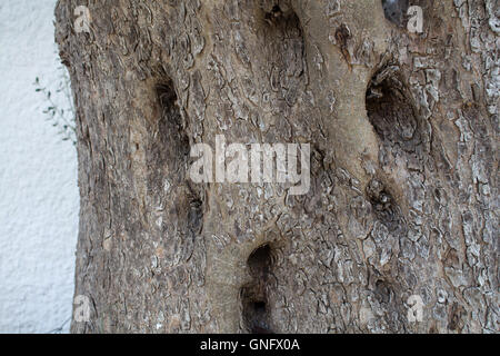 Detail of the trunk of an old tree. Cracked skin and big holes in the trunk. White wall in the background.