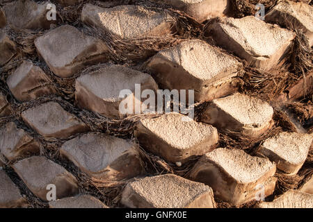 Structure of a palm tree skin with all the cut old leaves, creating the trunk. Stock Photo