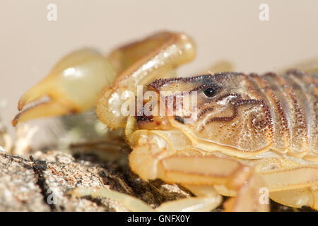 Common yellow scorpion ( Buthus occitanus ), focus on eyes, Alacrane, Spain Stock Photo