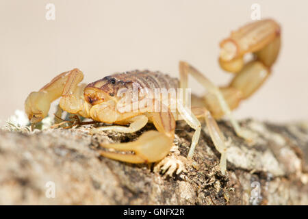 Common yellow scorpion ( Buthus occitanus ), Alacrane, Spain Stock Photo