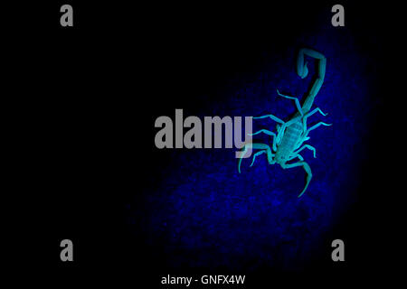 Glowing wild South-African scorpion ( Uroplectes sp. ) under UV light is waiting its prey under a big stone, karoo desert Stock Photo