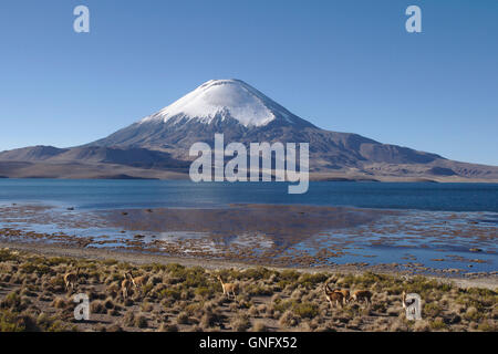 Vicuñas, Lago Chungara, volcano Parinacota in Lauca National Park, Chile Stock Photo