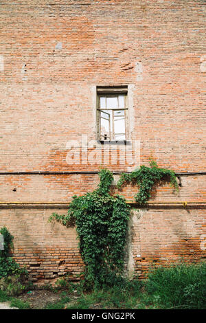 Brickwall with old window and growing plant Stock Photo