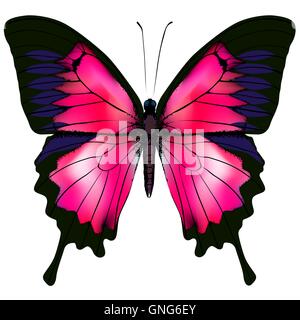 Butterfly. Vector illustration of red butterfly isolated on white background. Stock Vector