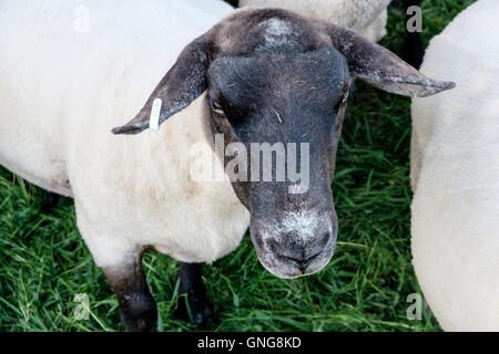 Black-faced sheep soon after sheering on a small Welsh hill-farm. Stock Photo
