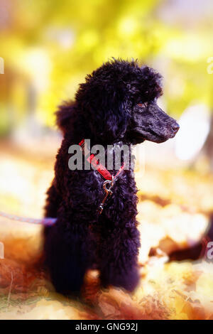 Black poodle in autumn park beautiful autumn leaves. Stock Photo