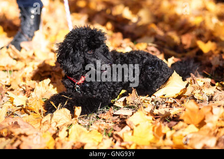Black poodle in autumn park and woman legs. Stock Photo