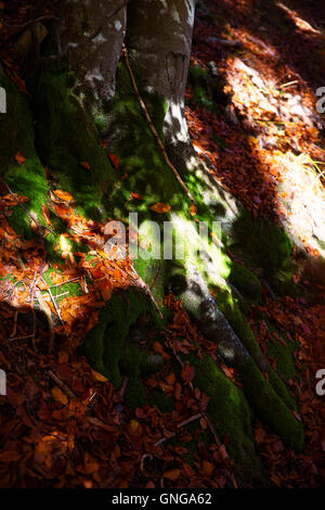 Detail tree roots in the forest. Tree Fagus sylvatica. A tree is heart. Stock Photo