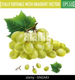 White grapes. Vector illustration Stock Vector