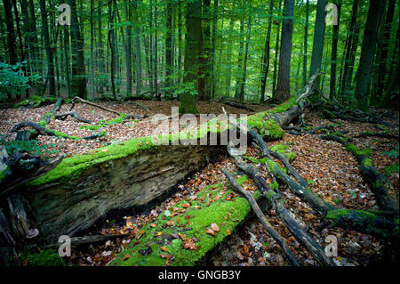 Beech forest at Handthal in Steigerwald, 2014 Stock Photo