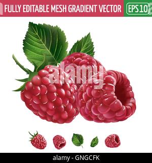 Raspberries on white background. Vector illustration Stock Vector