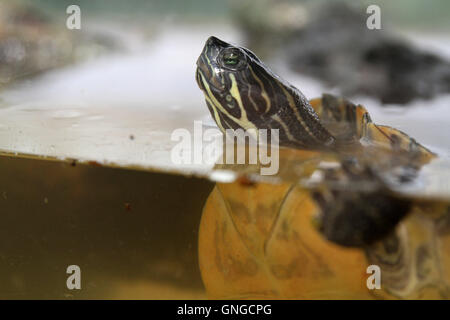 Rescue center for reptiles in Munich, 2014 Stock Photo