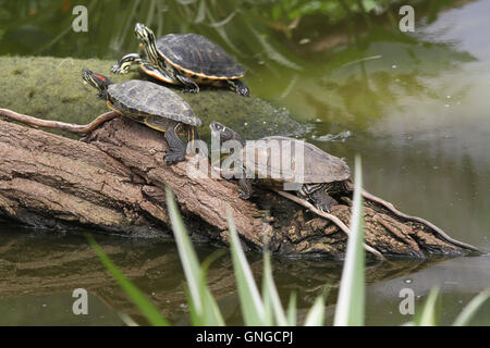 Rescue center for reptiles in Munich, 2014 Stock Photo