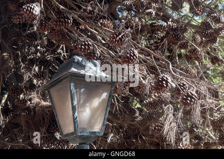 Pine cones on a tree by Guincho beach, Portugal Stock Photo