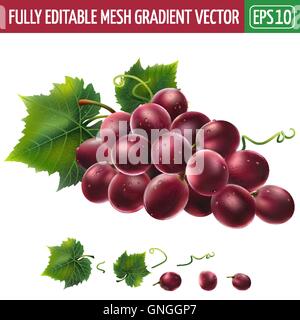Red grapes on white background. Vector illustration Stock Vector