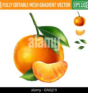 Mandarin on white background. Vector illustration Stock Vector