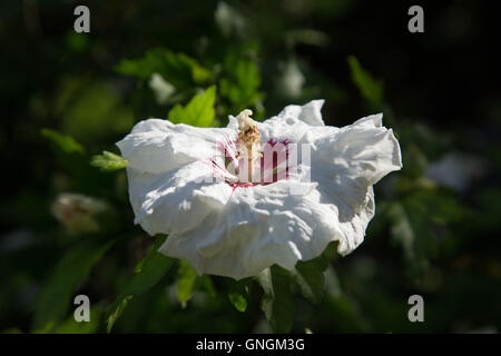 Hibiscus syriacus Red Heart Stock Photo