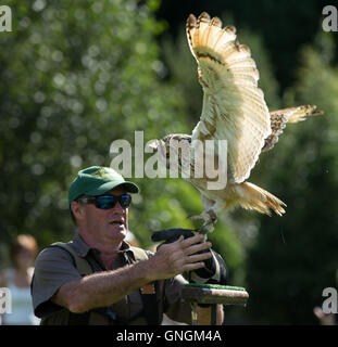 Eurasian eagle-owl with handler at a falconry display in Devon. Stock Photo