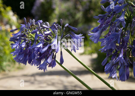 Agapanthus - Lily of the Nile - is the only genus in the subfamily Agapanthoideae Stock Photo