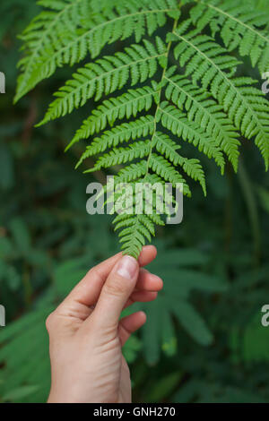 Woman's hand touching a green fern leaf, Bali, Indonesia Stock Photo
