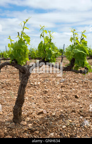 Vineyards of Cariñena wine region in spring. Saragossa, Aragon, Spain Stock Photo