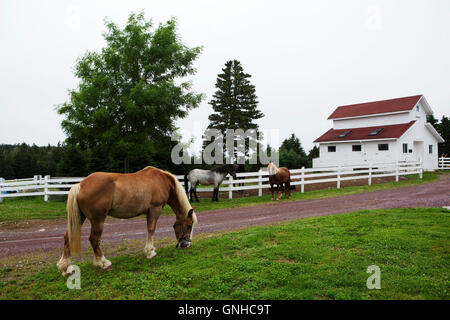 Newfoundland ponies in the grounds of the Doctor's House Inn and Spa at Green's Harbour in Newfoundland and Labrador, Canada. Th Stock Photo