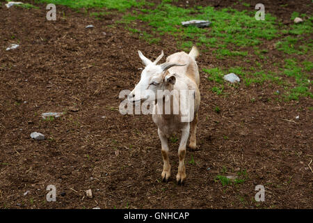 A goat in the grounds of the Doctor's House Inn and Spa at Green's Harbour in Newfoundland and Labrador, Canada. Stock Photo