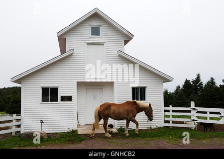 A Newfoundland Pony in the grounds of the Doctor's House Inn and Spa at Green's Harbour in Newfoundland and Labrador, Canada. Stock Photo