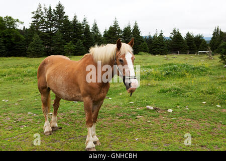 A Newfoundland Pony in the grounds of the Doctor's House Inn and Spa at Green's Harbour in Newfoundland and Labrador, Canada. Stock Photo