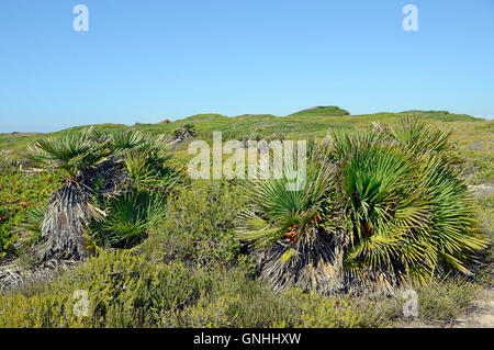 Dwarf palms dwarf palms Chamaerops humilis, Maimoni dunes, Sardinia, Italy Stock Photo