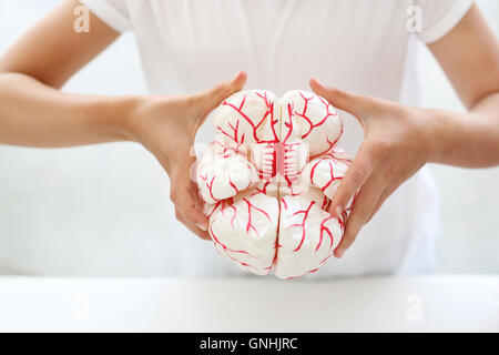 Child holds in his hands a model of the human brain. Stock Photo