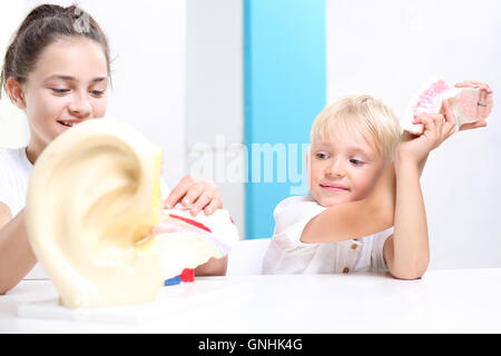 Help scientific model of the human ear. Anatomy of a child on biology lesson. Students anatomy lesson. Stock Photo