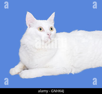 White cat is looking forward. Isolated on blue background with copy space Stock Photo