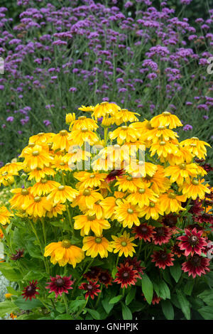 Rudbeckia 'Prairie sun'. Coneflowers in an english garden Stock Photo