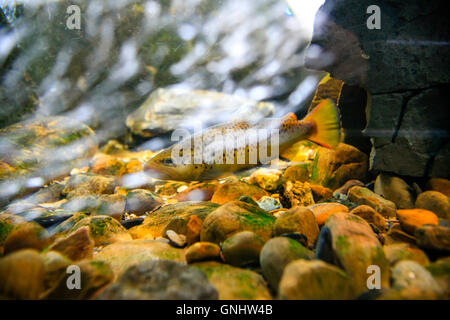 Underwater view of Rainbow Trout swimming against the flow of a river in Tennessee Stock Photo