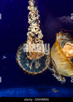 West Coast Sea Nettle - Chrysaora Fuscescens Stock Photo
